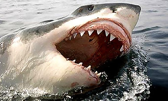 Battlefield 4 : des joueurs ont déniché le légendaire requin Megalodon !