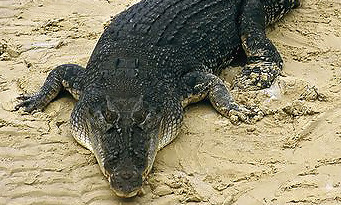 Battlefield Hardline : des images et des crocodiles