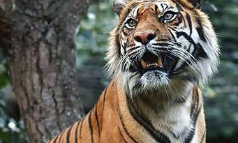 Freedom Wars : le tigre ailé se bastonne en vidéo