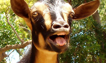 Goat Simulator : quand une plaisanterie devient un vrai jeu sur PC