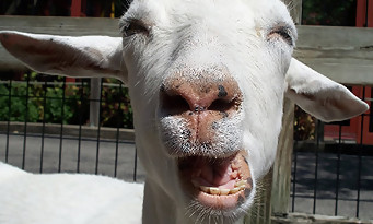 Goat Simulator : le court-métrage absurde