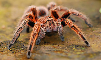 Grounded : les développeurs ont pensé à un mode pour les arachnophobes