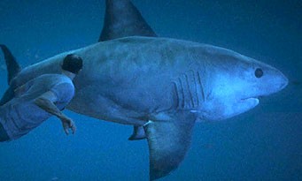 GTA 5 : se faire manger par un requin, c'est possible !