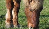 Horse Life - Nourrir son cheval