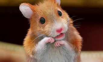 Lady Layton : une publicité anglaise qui met en scène un hamster intelligent
