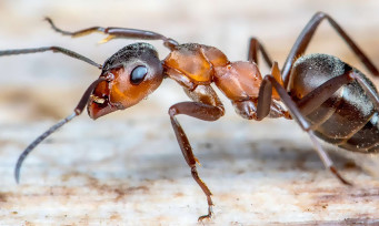 Le jeu de Bernard Werber avec Microids sera une adaptation de "Les Fourmis", c'est officiel