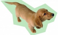 La folie Nintendogs