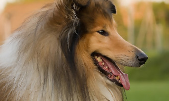 Wolfenstein 2 : une série télé dont le 1er épisode parodie "Lassie", le chien fidèle