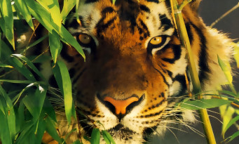 Les joueurs de Zoo Tycoon participent au sauvetage des Tigres de Sumatra